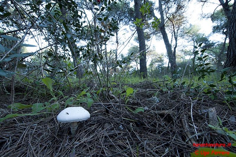 Foto funghi ed una richiesta